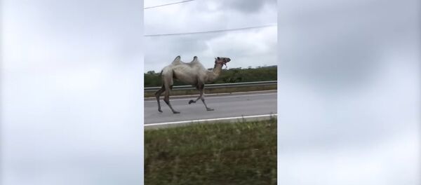 В Тульской области сбежавший из цирка верблюд спровоцировал ДТП В Тульской области сбежавший из цирка верблюд спровоцировал ДТП - Sputnik Литва