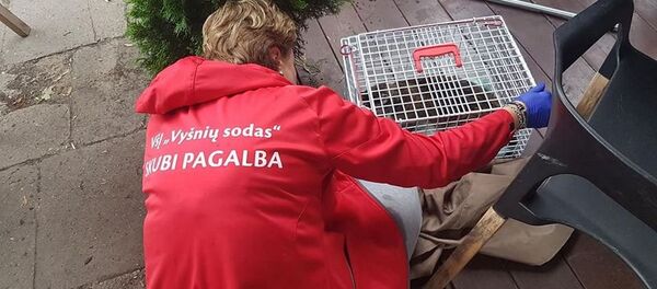 Gyvūnų globos įstaigos Vyšnių sodas darbuotoja Gyvūnų globos įstaigos Vyšnių sodas darbuotoja - Sputnik Lietuva