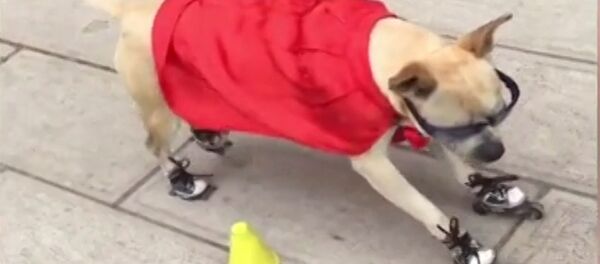 Лапы спорту не помеха - змейка в исполнении пса-роллера - Sputnik Литва