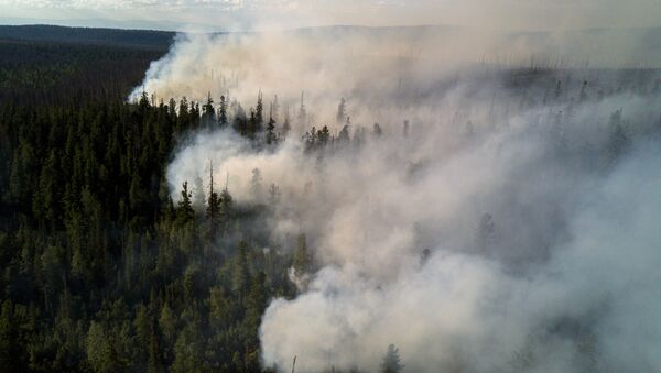 Последствия лесных пожаров, архивное фото - Sputnik Литва
