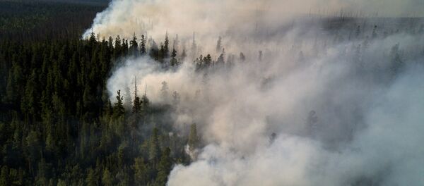 Последствия лесных пожаров, архивное фото - Sputnik Литва