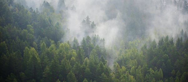 Горят торфяники Валдгалской волости Латвии Горят торфяники Валдгалской волости Латвии - Sputnik Литва