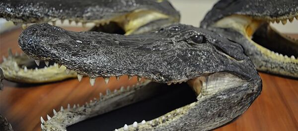 Контрабандные головы аллигаторов - Sputnik Lietuva