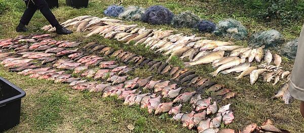 Полиция задержала браконьеров Полиция задержала браконьеров - Sputnik Lietuva