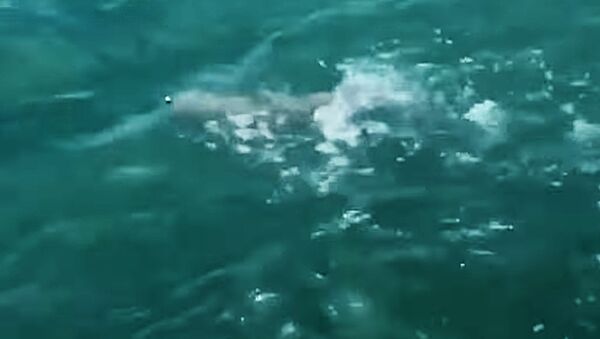 Гигантская рыба проглотила акулу и попала на видео - Sputnik Литва