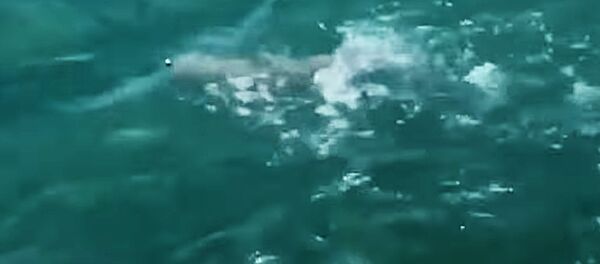 Гигантская рыба проглотила акулу и попала на видео Гигантская рыба проглотила акулу и попала на видео - Sputnik Lietuva