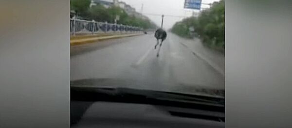 Страус в городе - Sputnik Литва