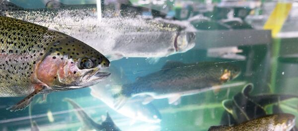 живая рыба - Sputnik Литва