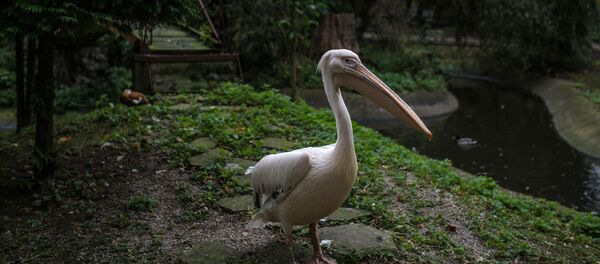 Калининградский зоопарк Калининградский зоопарк - Sputnik Lietuva