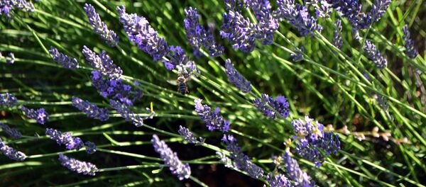 levandų festivalis - Sputnik Lietuva