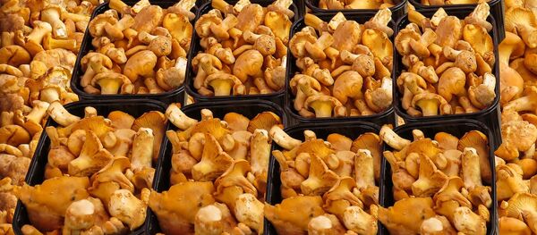 Лисички, архивное фото - Sputnik Литва