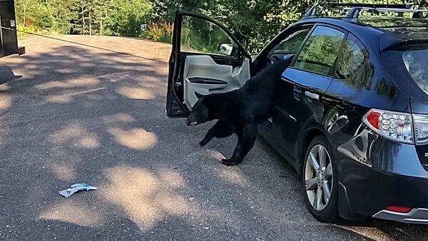 В США медведь устроил разгром в автомобиле - Sputnik Lietuva
