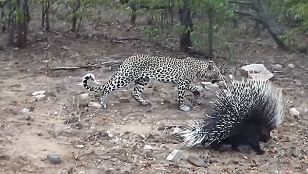 Борьба леопарда с дикобразом в ЮАР - Sputnik Литва