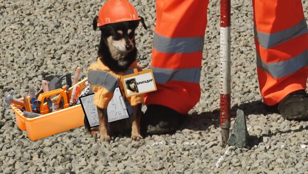 šuo-brigadininkas stebi kelių remontą - Sputnik Lietuva