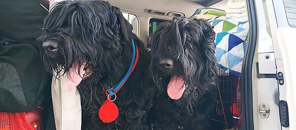 Nelegalias cigaretes saugojo šunys Nelegalias cigaretes saugojo šunys - Sputnik Lietuva