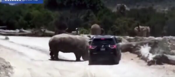 Нападение носорога на посетителей сафари-парка в Мексике попало на видео - Sputnik Литва