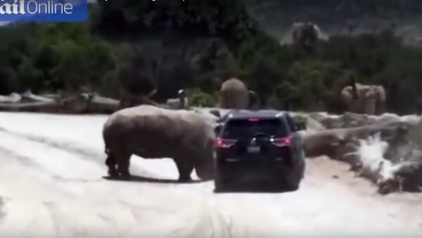 Нападение носорога на посетителей сафари-парка в Мексике попало на видео - Sputnik Литва