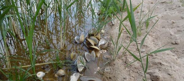 Мертвые моллюски в Варенском пруду - Sputnik Литва