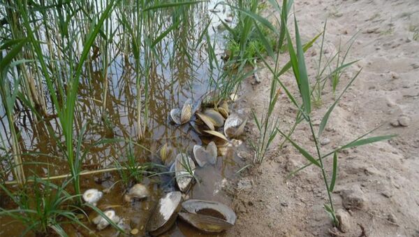 Мертвые моллюски в Варенском пруду - Sputnik Литва