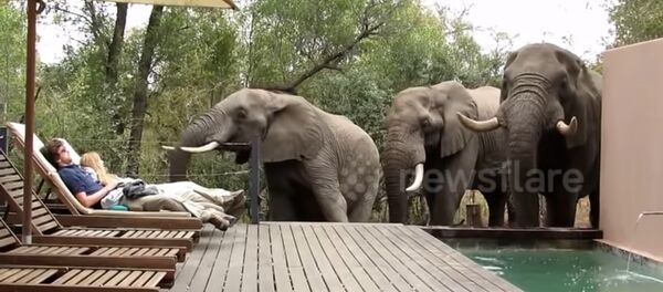 В ЮАР туристов напугали слоны, которые пришли попить из бассейна В ЮАР туристов напугали слоны, которые пришли попить из бассейна - Sputnik Lietuva