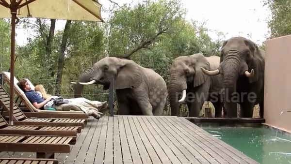 В ЮАР туристов напугали слоны, которые пришли попить из бассейна - Sputnik Литва