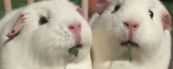 Морские свинки не поделили еду Морские свинки не поделили еду - Sputnik Lietuva