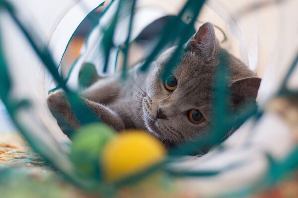 Кошка играет шариками, архивное фото - Sputnik Литва