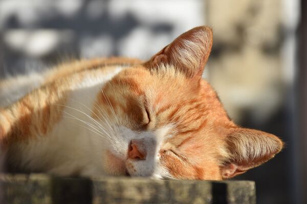 Кошка спит, архивное фото - Sputnik Lietuva