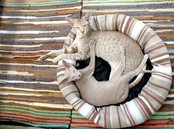 Сиамские кошки, архивное фото - Sputnik Lietuva
