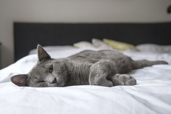 Серая кошка отдыхает, архивное фото - Sputnik Литва