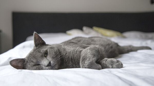 Серая кошка отдыхает, архивное фото - Sputnik Lietuva