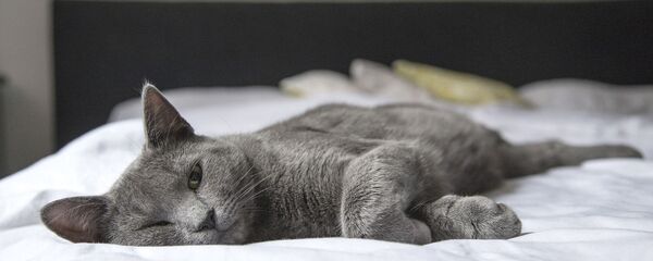 Серая кошка отдыхает, архивное фото Серая кошка отдыхает, архивное фото - Sputnik Lietuva