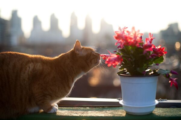 Кошка нюхает цветы, архивное фото - Sputnik Lietuva