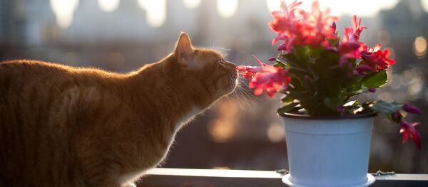 Katinas. archyvinė nuotrauka Katinas. archyvinė nuotrauka - Sputnik Lietuva