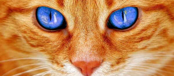 Рыжий кот, архивное фото - Sputnik Литва