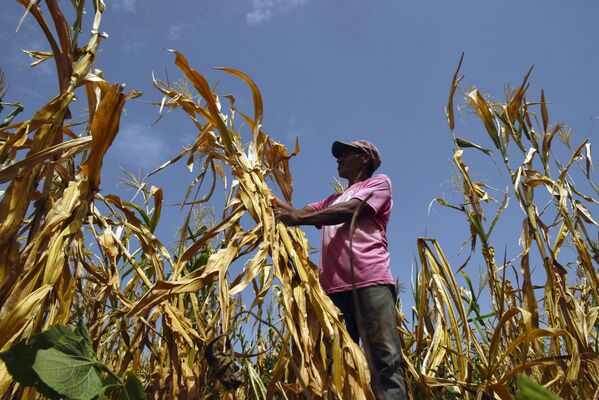 Фермер, потерявший урожай из-за засухи, на поле в городе Усулутан, Сальвадор - Sputnik Литва