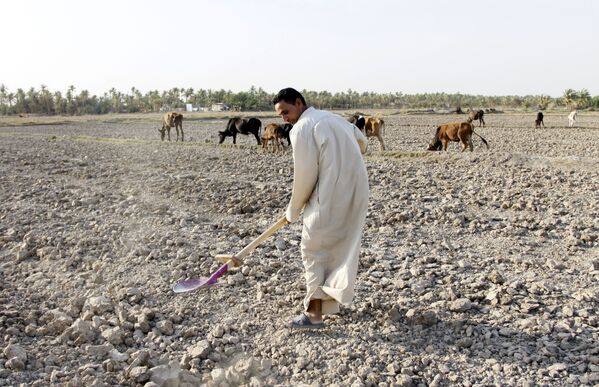 Мужчина на поле, пострадавшем от засухи, в регионе Мишхаб, Ирак - Sputnik Литва