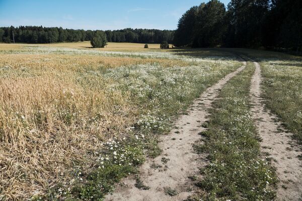 Поврежденное пшеничное поле в Швеции - Sputnik Литва