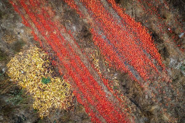 Выброшенные перезрелые томаты на поле в западной Швейцарии - Sputnik Литва