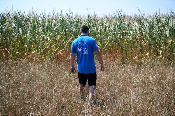 Фермер на кукурузном поле, охваченном засухой, Франция - Sputnik Литва