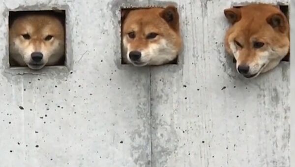 Три собаки в Японии прославились благодаря необычной стене - Sputnik Литва