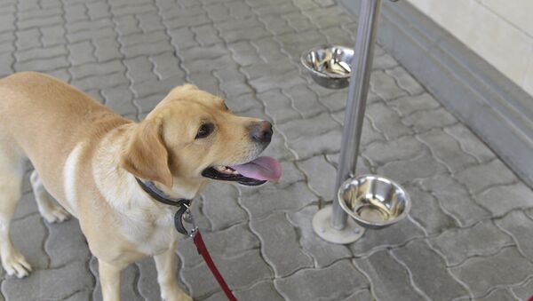 Питьевая стойка для собак на вокзалах Литвы - Sputnik Литва