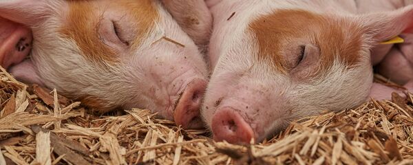 Свиньи и поросята - Sputnik Литва