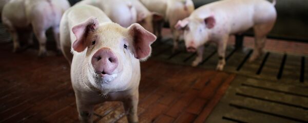 Свиньи в стойле, архивное фото - Sputnik Литва