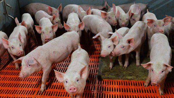 Свиньи, архивное фото - Sputnik Литва