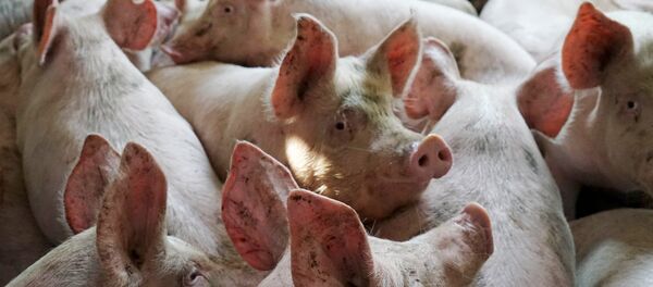 Производство мясной продукции - Sputnik Lietuva