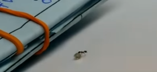 Муравей утащил у ювелира бриллиант - Sputnik Lietuva