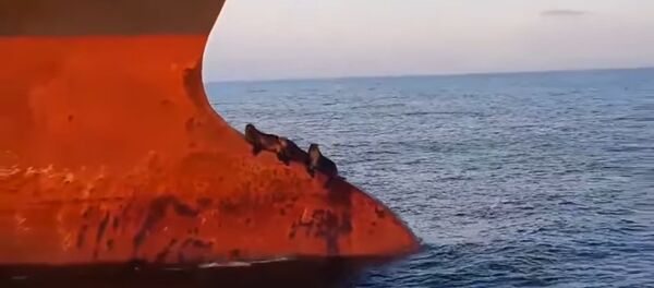 В Австралии три ленивых тюленя отправились путешествовать на попутке - Sputnik Литва