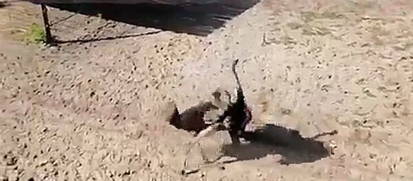 В Пензе страус напал на работника зоопарка, приняв его за соперника В Пензе страус напал на работника зоопарка, приняв его за соперника - Sputnik Lietuva