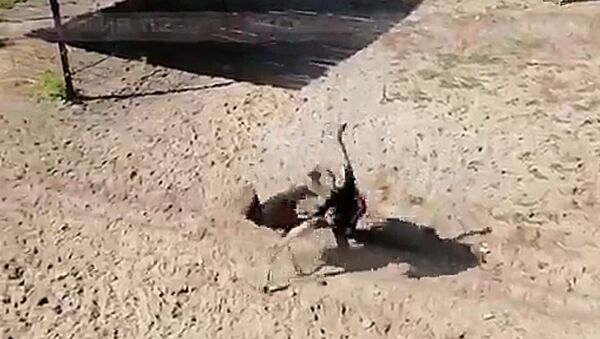 В Пензе страус напал на работника зоопарка, приняв его за соперника - Sputnik Lietuva